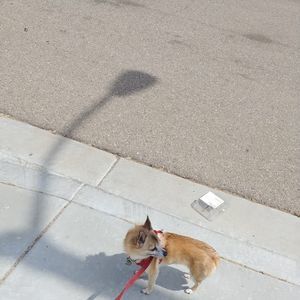 Meet your Posher, Rusty